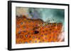 Cleaner Shrimp Cleaning Grouper-null-Framed Photographic Print