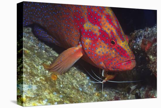 Cleaner Shrimp Cleans Coral Cod-Hal Beral-Stretched Canvas