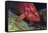 Cleaner Shrimp Cleans Coral Cod-Hal Beral-Framed Stretched Canvas
