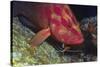 Cleaner Shrimp Cleans Coral Cod-Hal Beral-Stretched Canvas