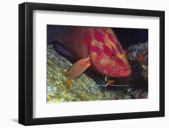 Cleaner Shrimp Cleans Coral Cod-Hal Beral-Framed Photographic Print