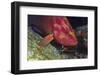 Cleaner Shrimp Cleans Coral Cod-Hal Beral-Framed Photographic Print