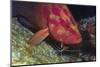 Cleaner Shrimp Cleans Coral Cod-Hal Beral-Mounted Photographic Print