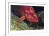 Cleaner Shrimp Cleans Coral Cod-Hal Beral-Framed Photographic Print