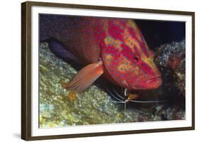 Cleaner Shrimp Cleans Coral Cod-Hal Beral-Framed Photographic Print