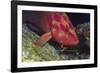 Cleaner Shrimp Cleans Coral Cod-Hal Beral-Framed Photographic Print