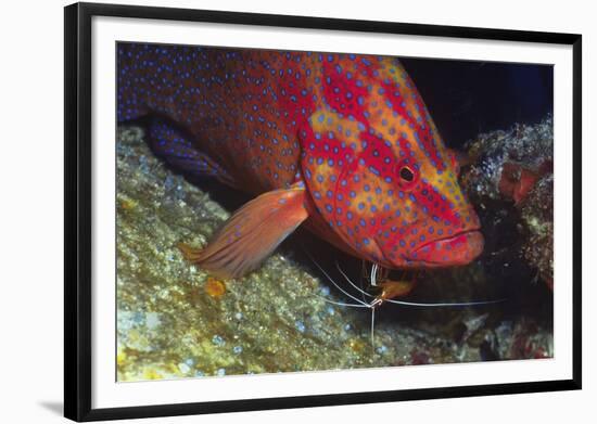 Cleaner Shrimp Cleans Coral Cod-Hal Beral-Framed Photographic Print