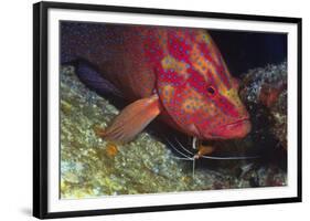 Cleaner Shrimp Cleans Coral Cod-Hal Beral-Framed Photographic Print