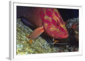 Cleaner Shrimp Cleans Coral Cod-Hal Beral-Framed Photographic Print