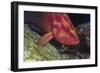 Cleaner Shrimp Cleans Coral Cod-Hal Beral-Framed Photographic Print