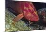 Cleaner Shrimp Cleans Coral Cod-Hal Beral-Mounted Photographic Print