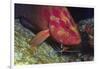 Cleaner Shrimp Cleans Coral Cod-Hal Beral-Framed Photographic Print