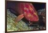 Cleaner Shrimp Cleans Coral Cod-Hal Beral-Framed Photographic Print