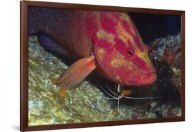 Cleaner Shrimp Cleans Coral Cod-Hal Beral-Framed Photographic Print