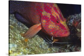 Cleaner Shrimp Cleans Coral Cod-Hal Beral-Stretched Canvas