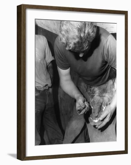 Cleaning a Hoof-null-Framed Photographic Print