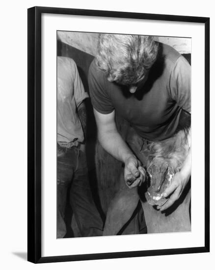 Cleaning a Hoof-null-Framed Photographic Print