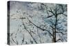 Clear Blue Sky-Jodi Maas-Stretched Canvas