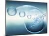 Clear Bubbles in Descending Size Rising from Water Ripples Surrounded by Clear Bubble-null-Mounted Photographic Print