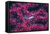 Clear Cleaner Shrimp Full of Eggs-Hal Beral-Framed Stretched Canvas