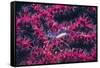 Clear Cleaner Shrimp Full of Eggs-Hal Beral-Framed Stretched Canvas