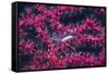 Clear Cleaner Shrimp Full of Eggs-Hal Beral-Framed Stretched Canvas