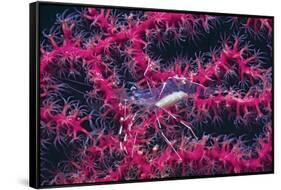 Clear Cleaner Shrimp Full of Eggs-Hal Beral-Framed Stretched Canvas