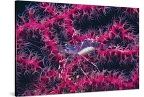 Clear Cleaner Shrimp Full of Eggs-Hal Beral-Stretched Canvas