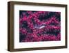 Clear Cleaner Shrimp Full of Eggs-Hal Beral-Framed Photographic Print