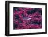 Clear Cleaner Shrimp Full of Eggs-Hal Beral-Framed Photographic Print