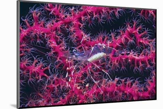 Clear Cleaner Shrimp Full of Eggs-Hal Beral-Mounted Photographic Print