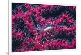 Clear Cleaner Shrimp Full of Eggs-Hal Beral-Framed Photographic Print