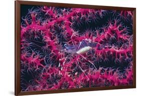 Clear Cleaner Shrimp Full of Eggs-Hal Beral-Framed Photographic Print