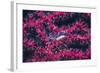 Clear Cleaner Shrimp Full of Eggs-Hal Beral-Framed Photographic Print