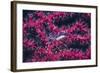 Clear Cleaner Shrimp Full of Eggs-Hal Beral-Framed Photographic Print