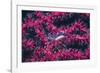 Clear Cleaner Shrimp Full of Eggs-Hal Beral-Framed Photographic Print