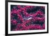 Clear Cleaner Shrimp Full of Eggs-Hal Beral-Framed Photographic Print