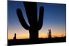 Clear Saguaro Sunset I-Larry Malvin-Mounted Photographic Print