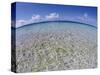 Clear Tropical Waters at Pitcairn Islands-Darrell Gulin-Stretched Canvas