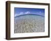 Clear Tropical Waters at Pitcairn Islands-Darrell Gulin-Framed Photographic Print