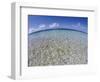 Clear Tropical Waters at Pitcairn Islands-Darrell Gulin-Framed Photographic Print