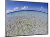 Clear Tropical Waters at Pitcairn Islands-Darrell Gulin-Mounted Photographic Print