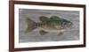 Clear Water Beauty-Arnie Fisk-Framed Art Print