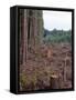 Clearcut in Olympic National Forest-James Randklev-Framed Stretched Canvas