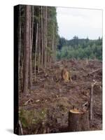 Clearcut in Olympic National Forest-James Randklev-Stretched Canvas