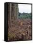 Clearcut in Olympic National Forest-James Randklev-Framed Stretched Canvas