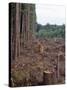 Clearcut in Olympic National Forest-James Randklev-Stretched Canvas