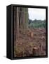 Clearcut in Olympic National Forest-James Randklev-Framed Stretched Canvas