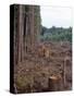 Clearcut in Olympic National Forest-James Randklev-Stretched Canvas