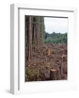 Clearcut in Olympic National Forest-James Randklev-Framed Photographic Print